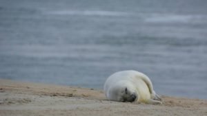 Ontdek Vlieland met kinderen