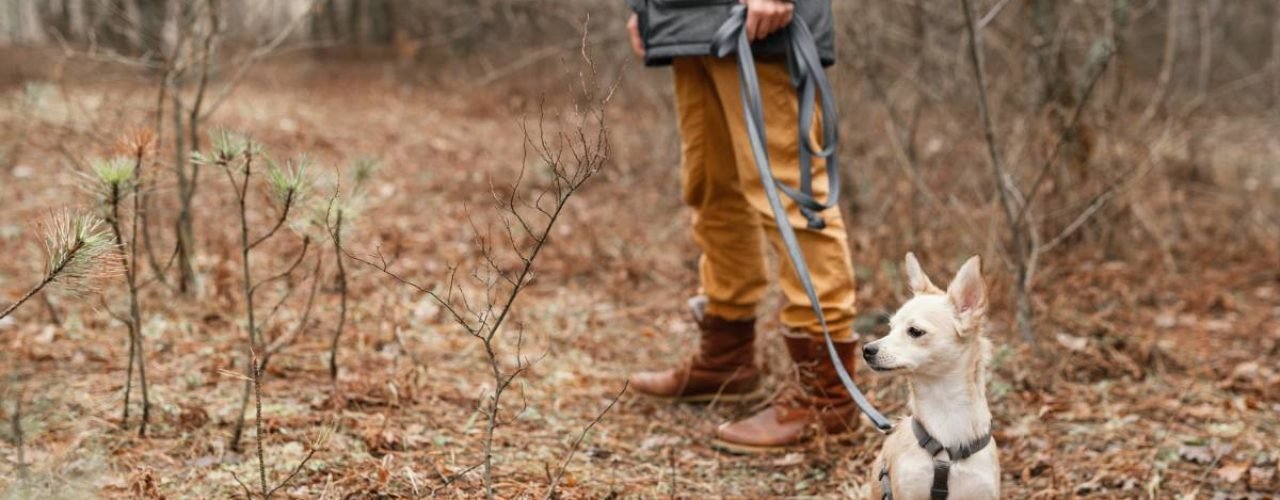 Texel wandelen met honden