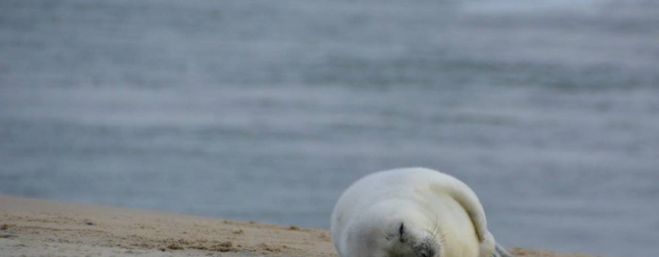 Ontdek Vlieland met kinderen